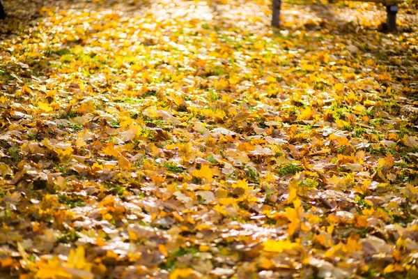 Mooie herfst bos — Stockfoto