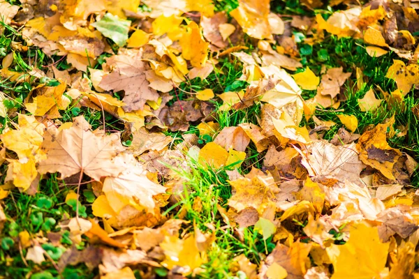 Mooie herfst bos — Stockfoto