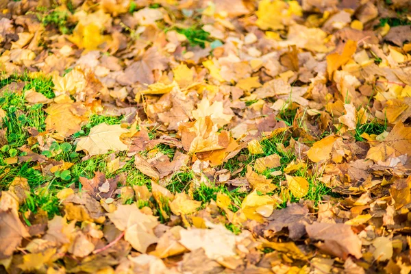 Mooie herfst bos — Stockfoto