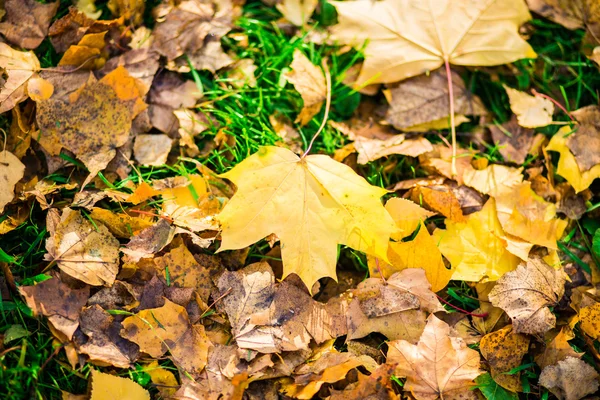 Mooie herfst bos — Stockfoto