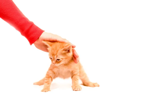 Cute little kitten — Stock Photo, Image