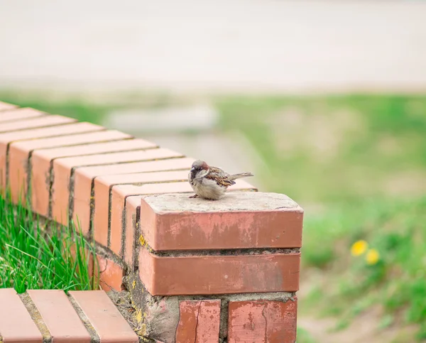 Três grandes tit birds em um galho — Fotografia de Stock