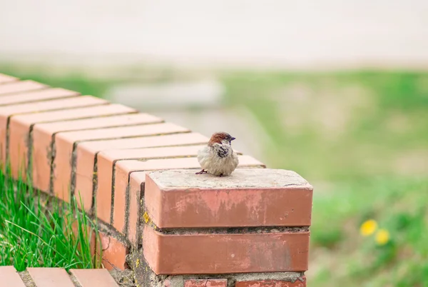 Três grandes tit birds em um galho — Fotografia de Stock