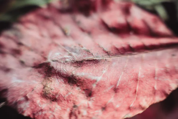 Macro hoja de arce . —  Fotos de Stock