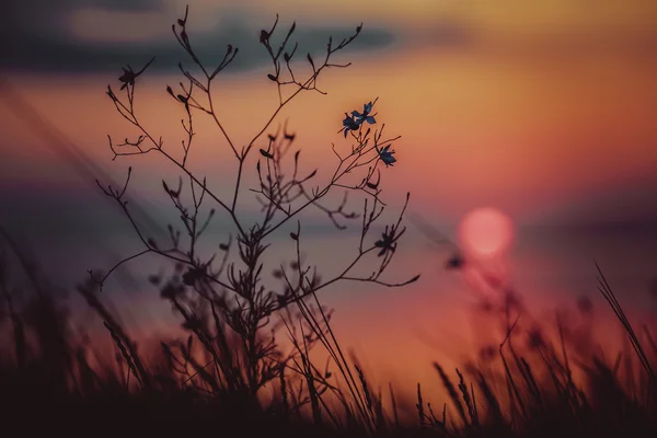 Deniz Günbatımı