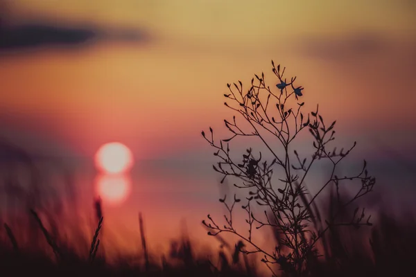 Vacker solnedgång över havet Stockbild