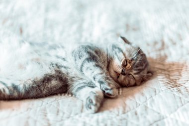 Gri kedi rahatlatır ve yatağa rüyalar