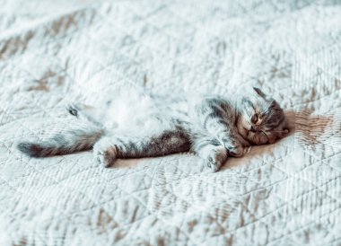 Gri kedi rahatlatır ve yatağa rüyalar