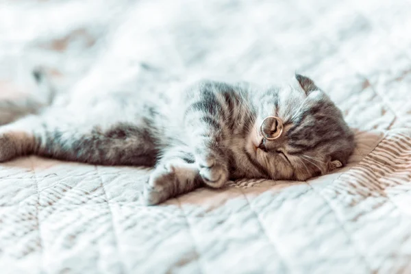 El gato gris se relaja y sueña en una cama —  Fotos de Stock