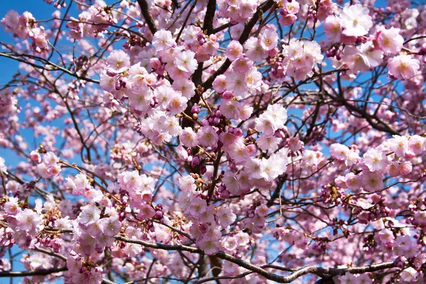 Цветок вишни розовый Лицензионные Стоковые Изображения