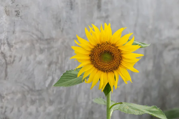 Желтые Цветы Природа Красивая Свежая — стоковое фото