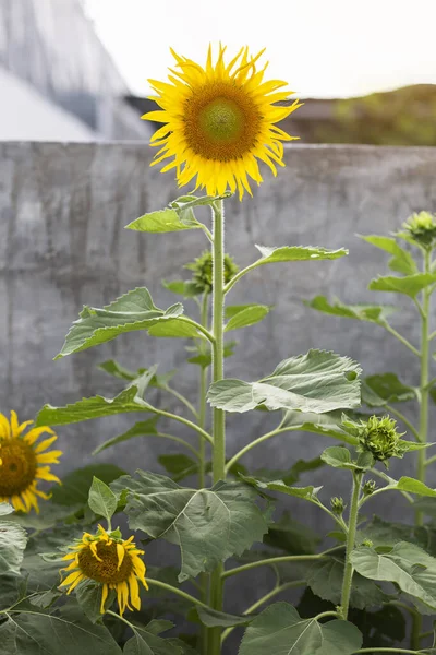 Yellow Flowers Nature Beautiful Fresh — Stock Photo, Image