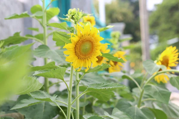 Gelbe Blumen Natur Schön Frisch — Stockfoto