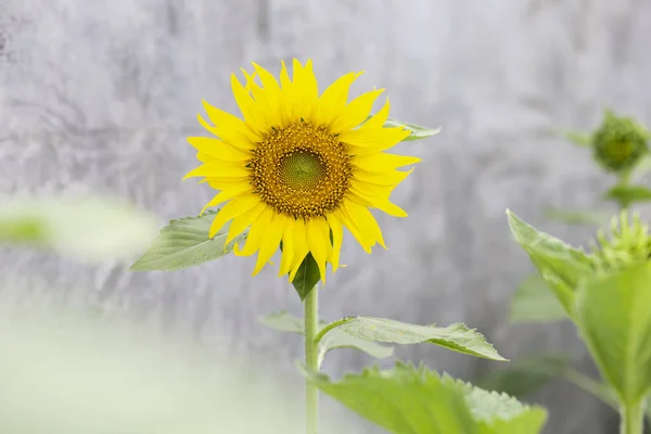 Желтые Цветы Природа Красивая Свежая — стоковое фото