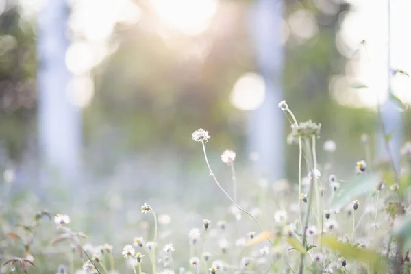 Gräset Blommade Solljuset — Stockfoto