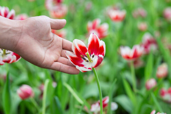 рука девушки прикоснуться цветок