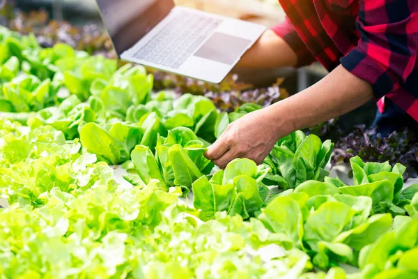 Radis Biologiques Dans Les Exploitations Qui Respectent Les Normes Qualité Photos De Stock Libres De Droits