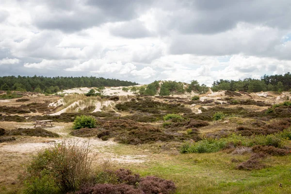 Oblast Dunes Názvem Školní Duinen Dunové Oblasti Provincie Severní Holandsko — Stock fotografie