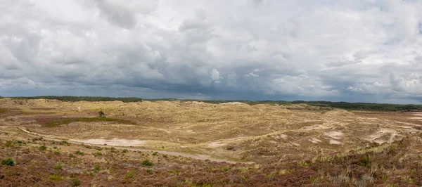 Dunes Area Called Schoorlse Duinen Dune Area Province North Holland — Stock Photo, Image