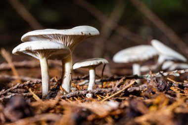 Ormanda sonbahar boyunca Oudemansiella mucida adında saydam beyaz mantarlar.