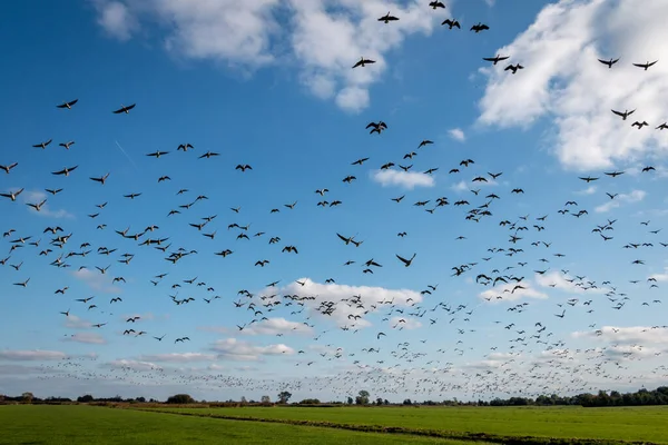 Ganzen Volle Vlucht Nationaal Park Weerribben Wieden Provincie Overijssel — Stockfoto