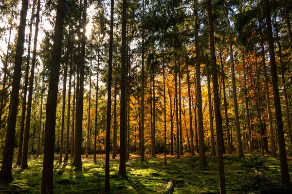 Belles Couleurs Automne Avec Jaune Orange Rouge Vert Dans Forêt — Photo