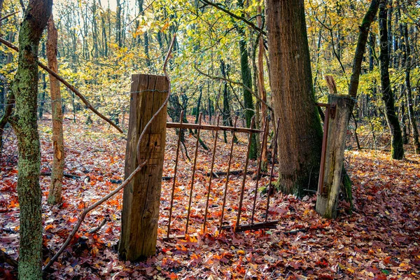 Old rusty fence in the middle of the autumn forest, with gold colored leaves, The Netherlands in the province of Overijssel