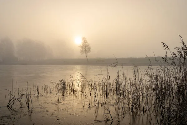 안개낀 얼어붙은 갈대가 네덜란드의 마을에 릭이라고 불리는 레크리에이션 호수에서 — 스톡 사진
