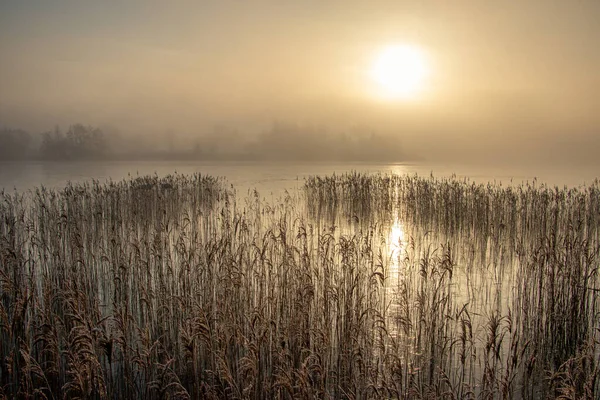Zimní Krajina Zamrzlými Rákosím Vodě Mlhavého Dne Při Východu Slunce — Stock fotografie