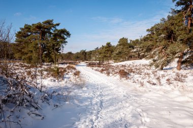 Oud avereest köyü yakınlarındaki ormanda kış manzarası, ağaçlar ve toprak kalın bir kar tabakasıyla kaplandı, Hollanda