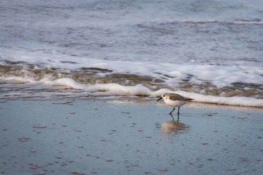 Güneşli bir kış gününde Wadden Adası 'nın Kuzey Denizi sahilinde Sanderling