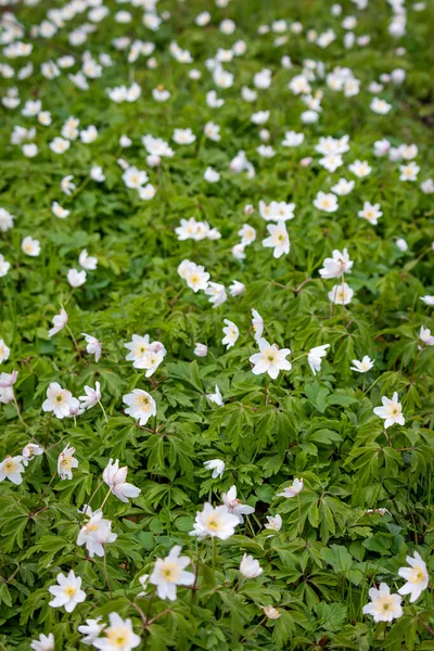 Gyönyörű Fehér Virágok Sárga Tűzhelyek Pisztolyok Anemone Egy Korai Virágzó — Stock Fotó