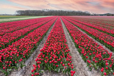 Kuzey Hollanda kırsalında, Hollanda 'da parlak renkli laleleri olan güzel lale tarlaları.