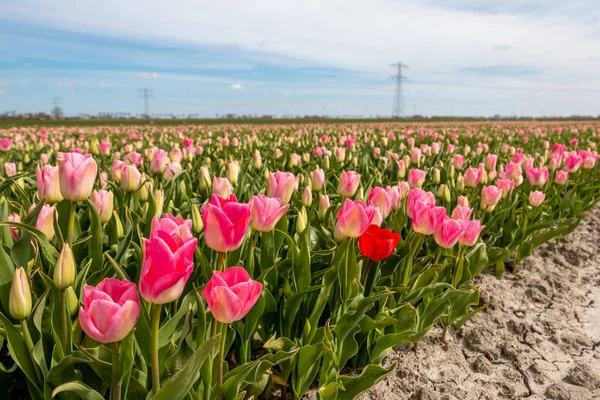 Schöne Tulpenfelder Mit Farbenfrohen Tulpen Auf Dem Ackerland Der Landschaft — Stockfoto