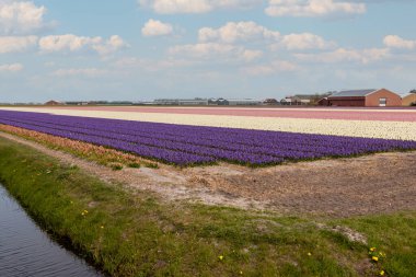 Parlak renkli sümbüller ve sarhoş edici kokularla dolu alanlar Kuzey Hollanda, Hollanda, Hollanda