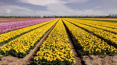 İlkbaharda lale tarlası. Hollanda 'nın Flevoland eyaletinde dünya çapında güzel renkleriyle tanınır.