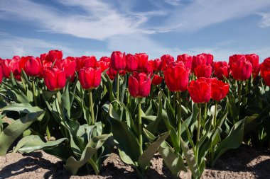 İlkbaharda lale tarlası. Hollanda 'nın Flevoland eyaletinde dünya çapında güzel renkleriyle tanınır.
