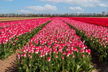 İlkbaharda lale tarlası. Hollanda 'nın Flevoland eyaletinde dünya çapında güzel renkleriyle tanınır.