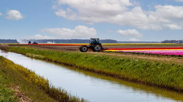 Tulpenveld Het Voorjaar Wereldwijd Bekend Prachtige Kleuren Het Land Provincie — Stockfoto