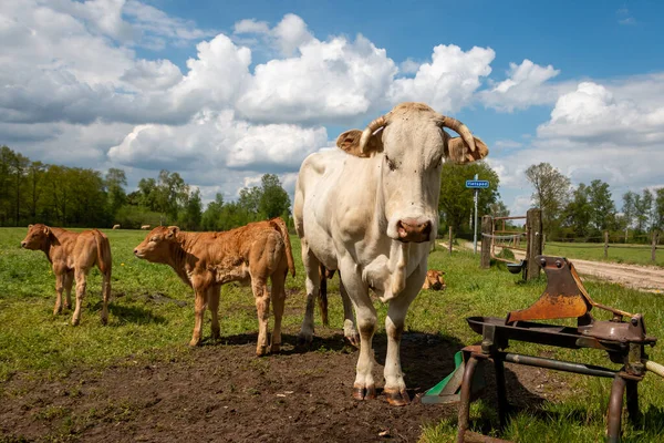 Rubias Vacas Aquitaine Con Terneros Pastando Los Pastizales Hermosa Provincia —  Fotos de Stock