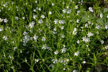 Hollanda 'nın Twente bölgesindeki Overijssel eyaletinin manzarasında daha büyük dikişotu çiçekleri.
