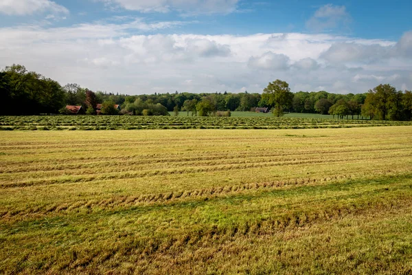 Vers Gemaaid Gras Het Heuvelachtige Landbouwterrein Regio Twente Provincie Overijssel — Stockfoto