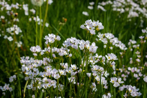 Gyönyörű Kakukkvirág Tavasszal Fehér Világos Lila Szirmok Régió Twente Tartomány — Stock Fotó