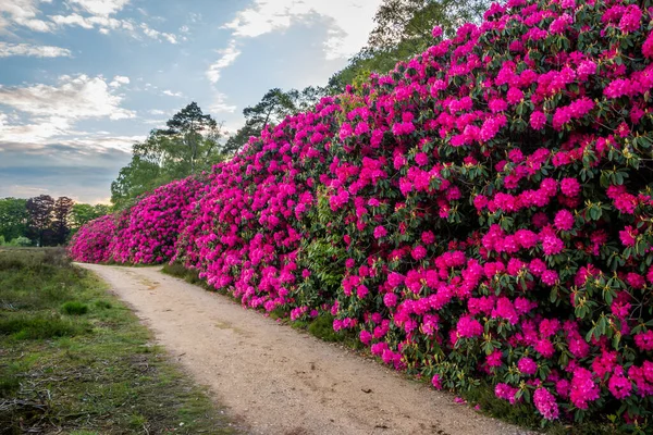 Beautiful Pink Purple Rhododendron Flowers Forest Nature Reserve Called Sprengenberg — Stock Photo, Image