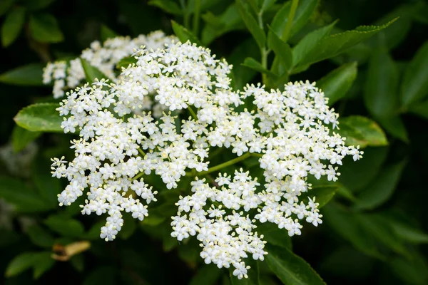 Közelkép Gyönyörű Fehér Ehető Kis Virágok Bodzavirág Hollandia — Stock Fotó