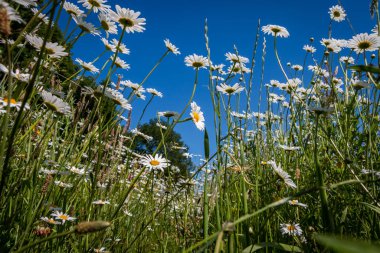Tarlada güzel beyaz papatyalar, Hollanda 'nın Drenthe eyaletindeki meyan kökü Zuidwolde yakınlarında.