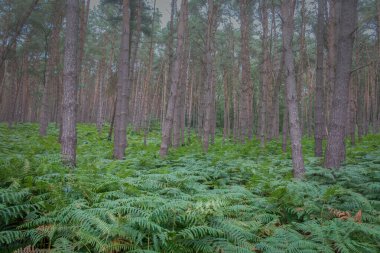Hollanda 'nın Limburg eyaletindeki' de meinweg 'milli parkında eğreltiotu ve çam ağaçları olan bir sürü yeşillik.