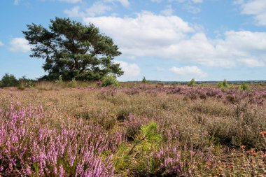 Hollanda 'nın Gelderland şehrinde güzel bir yaz gününde, güzel' Veluwe 'arazisinde mor çiçekli bir funda.
