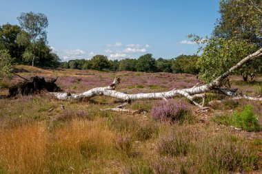 Hollanda 'nın Gelderland şehrinde güzel bir yaz gününde, güzel' Veluwe 'arazisinde mor çiçekli bir funda.