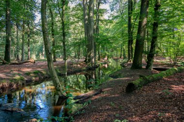 'Leuvenumse Brook' adı verilen bir dere 'Leuvenumse Ormanı' ndan güçlü kayın ağaçları ile akar, güzel doğa rezervi 'Veluwe', Hollanda, Gelderland vilayeti